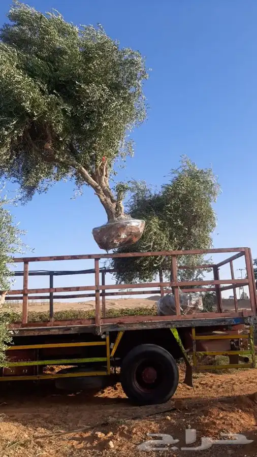 اشجار زيتون معمر القسم الزراعي لدى الشركه 63