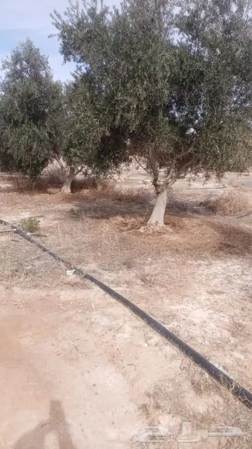 اشجار زيتون معمر القسم الزراعي لدى الشركه 11
