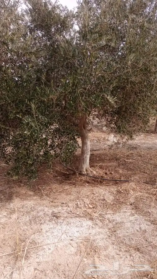 اشجار زيتون معمر القسم الزراعي لدى الشركه 18
