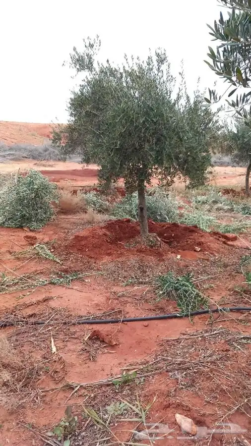 اشجار زيتون معمر القسم الزراعي لدى الشركه 37