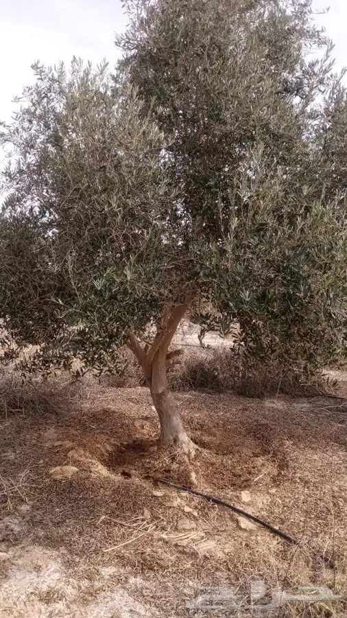 اشجار زيتون معمر القسم الزراعي لدى الشركه 27