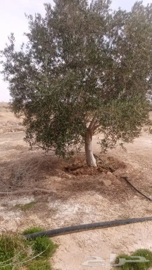 اشجار زيتون معمر القسم الزراعي لدى الشركه 10