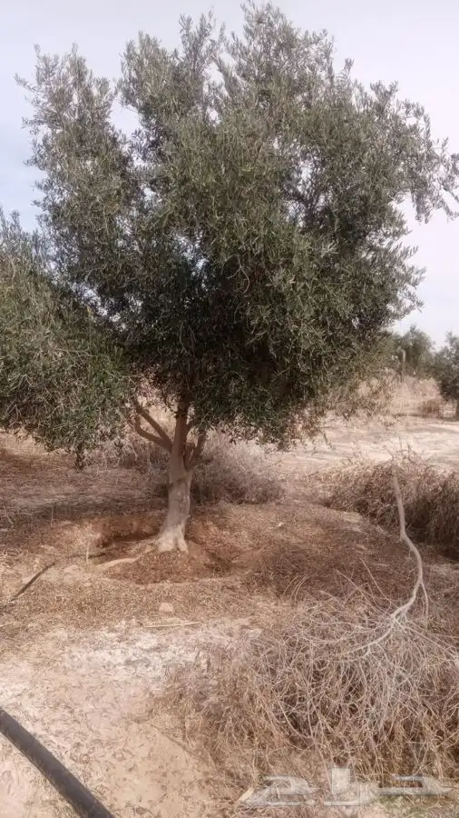 اشجار زيتون معمر القسم الزراعي لدى الشركه 15