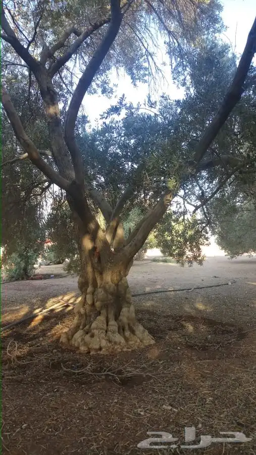 اشجار زيتون معمر القسم الزراعي لدى الشركه 69
