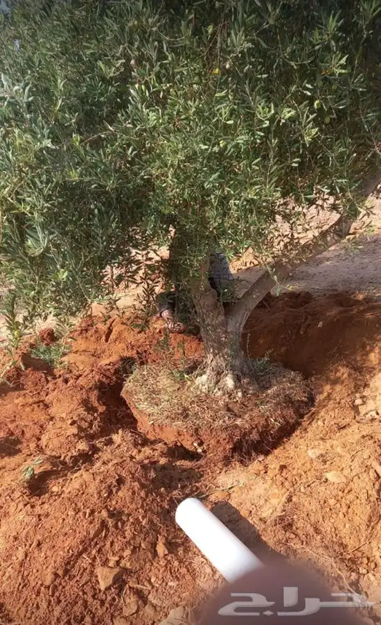اشجار زيتون معمر القسم الزراعي لدى الشركه 42