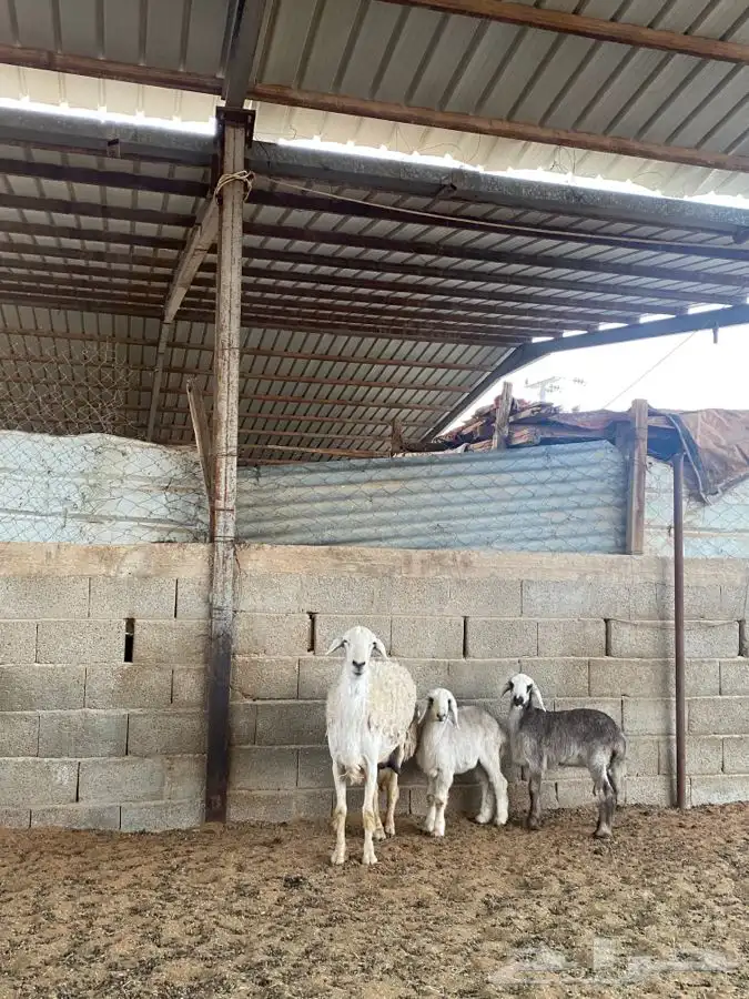 شاه حريه معها اثنين 1