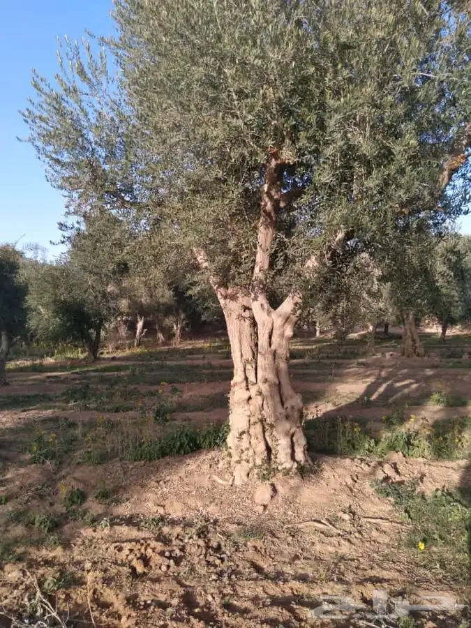 اشجار زيتون معمر القسم الزراعي لدى الشركه 59