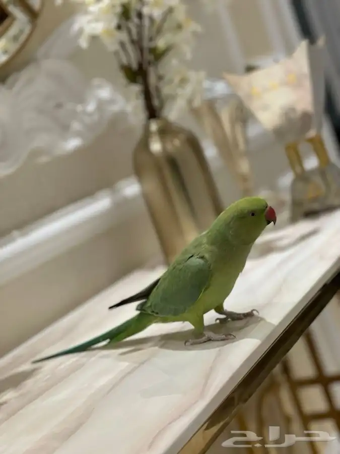 انثى دره ( مبااع ) 2
