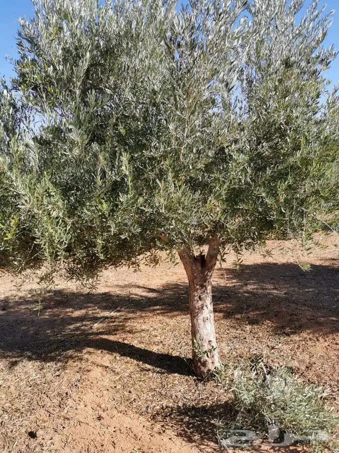 اشجار زيتون معمر القسم الزراعي لدى الشركه 96