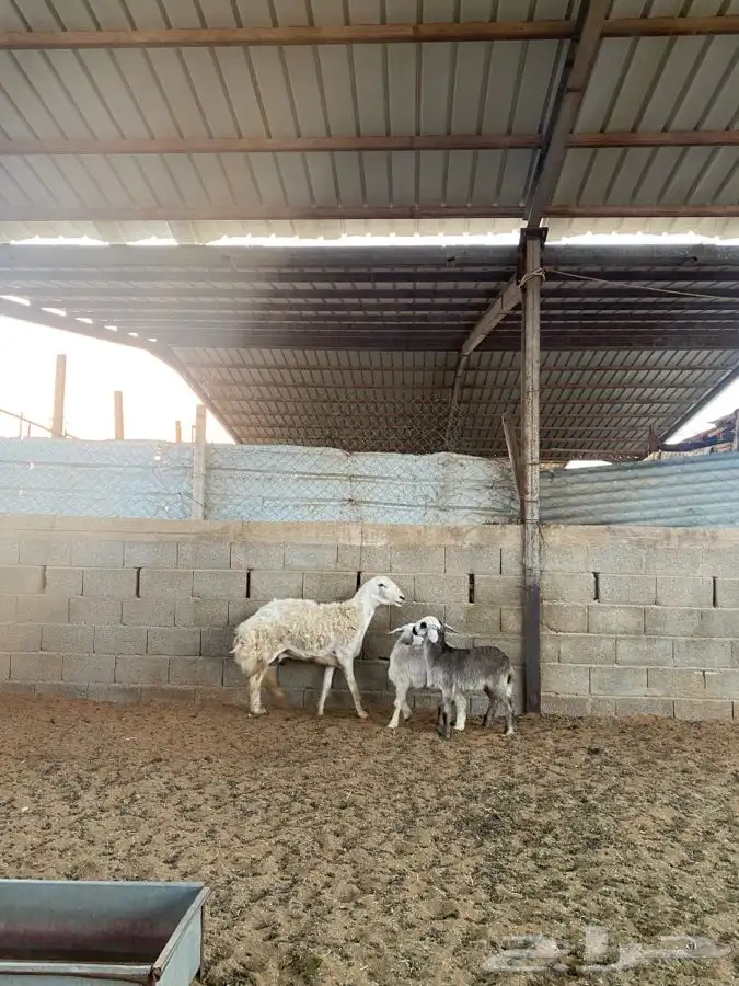 شاه حريه معها اثنين 5