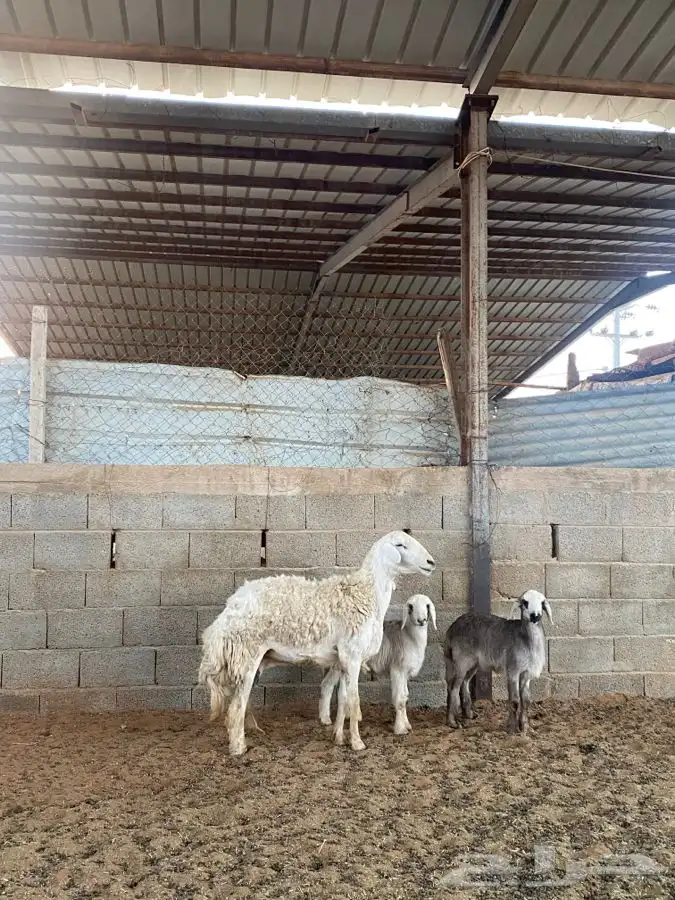 شاه حريه معها اثنين 3