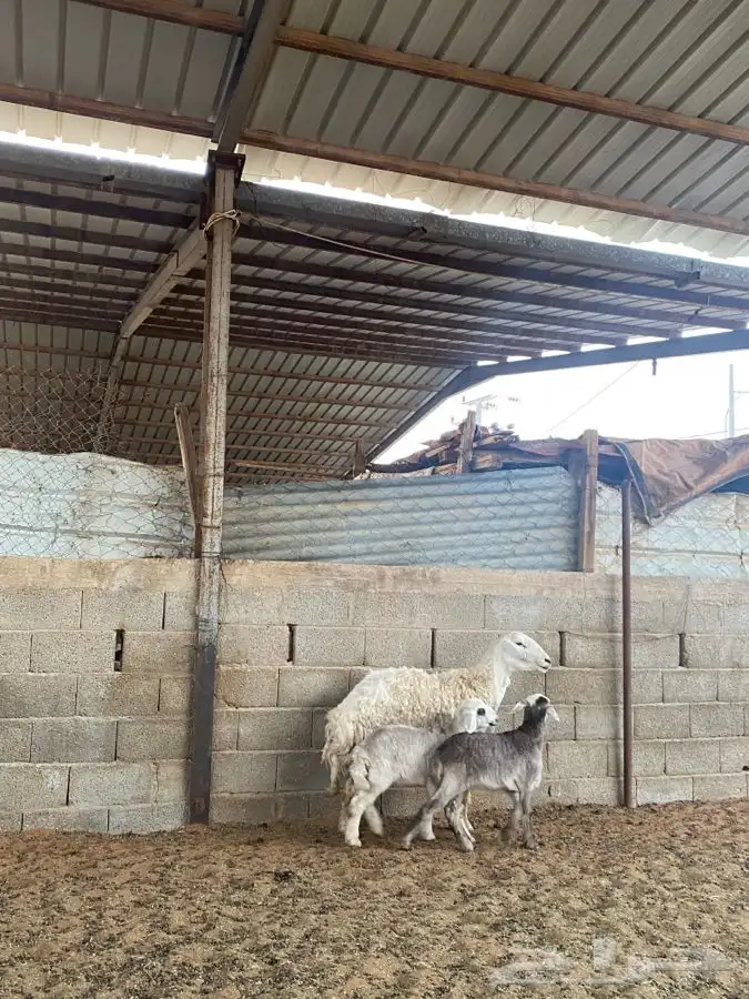 شاه حريه معها اثنين 2