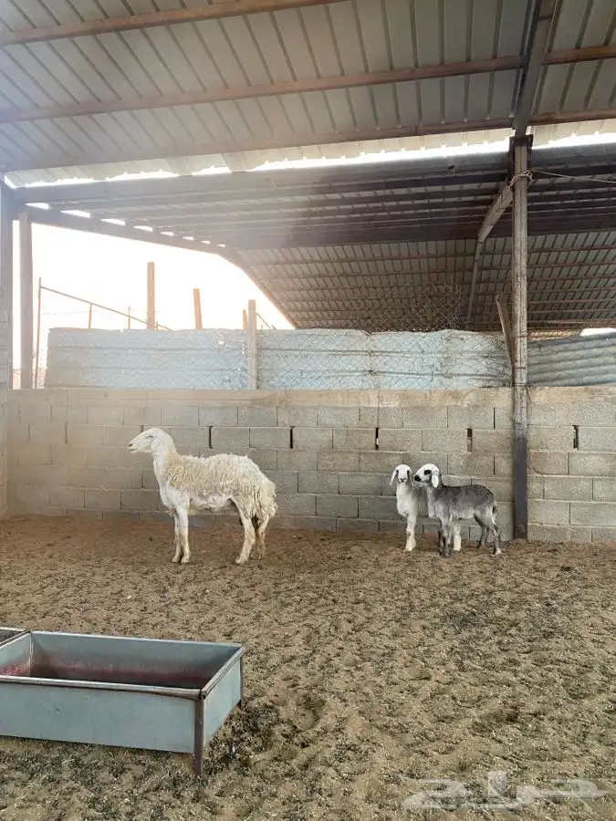 شاه حريه معها اثنين 4