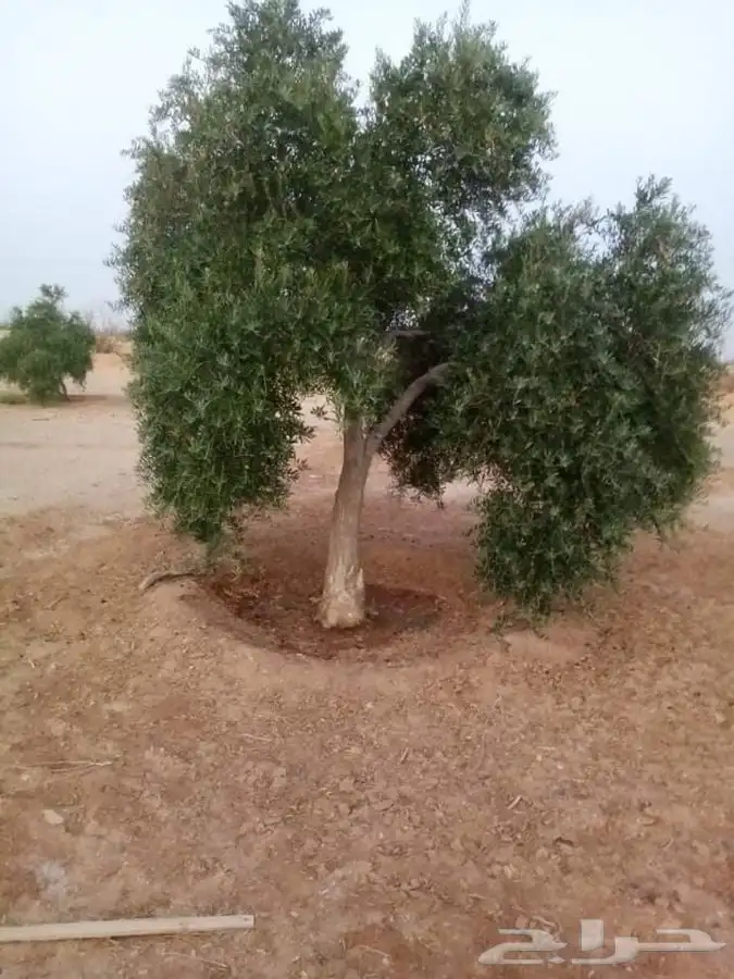 اشجار زيتون معمر القسم الزراعي لدى الشركه 72
