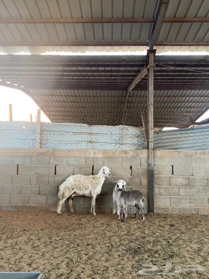 شاه حريه معها اثنين 0