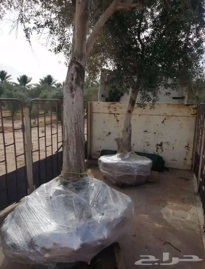اشجار زيتون معمر القسم الزراعي لدى الشركه 79