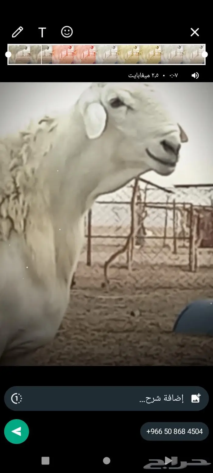 فحل مشروط فاخر تم البيع 0