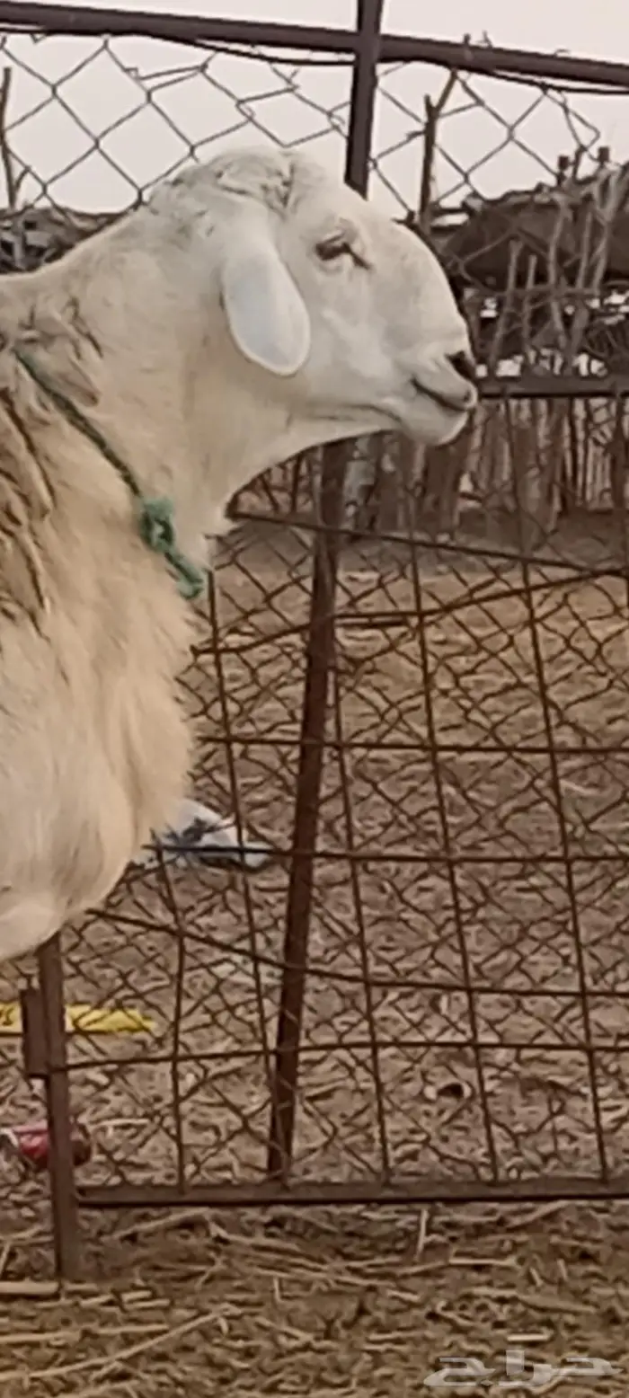 فحل مشروط فاخر تم البيع 1