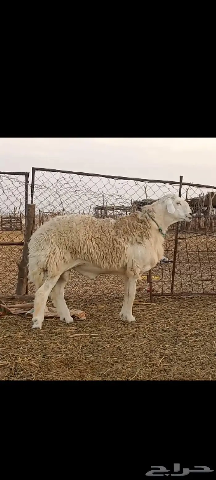 فحل مشروط فاخر تم البيع 2