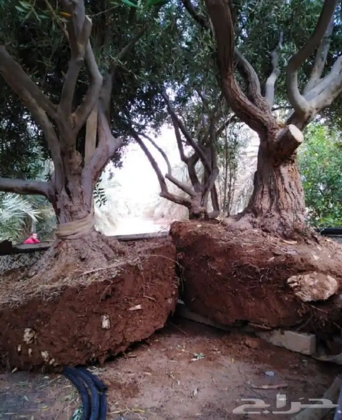 اشجار زيتون معمر القسم الزراعي لدى الشركه 80