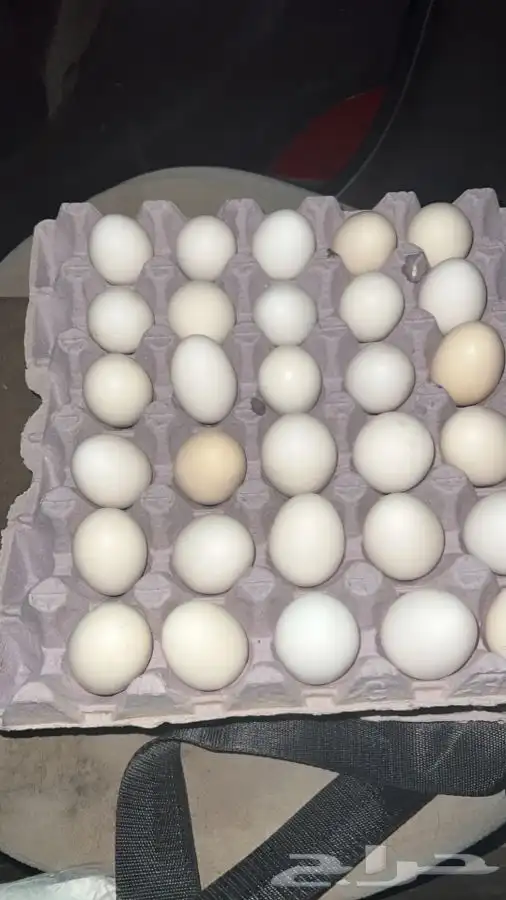 بيض بلدي طازج 1