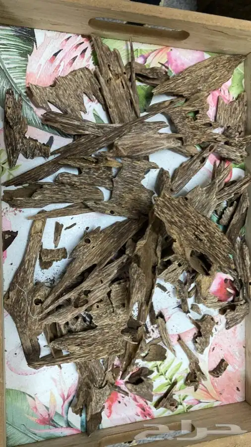 عود طبيعي 4