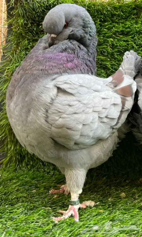 (تم البيع ) انث كنق 0