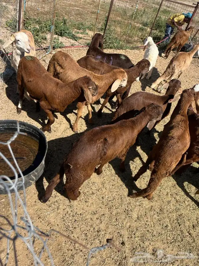 سواكني وحري مع السلخ والتوصيل اضاحي 0