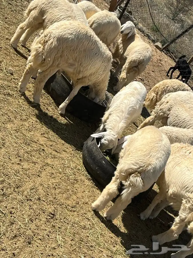 سواكني وحري مع السلخ والتوصيل اضاحي 2