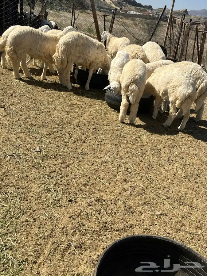 سواكني وحري مع السلخ والتوصيل اضاحي 3