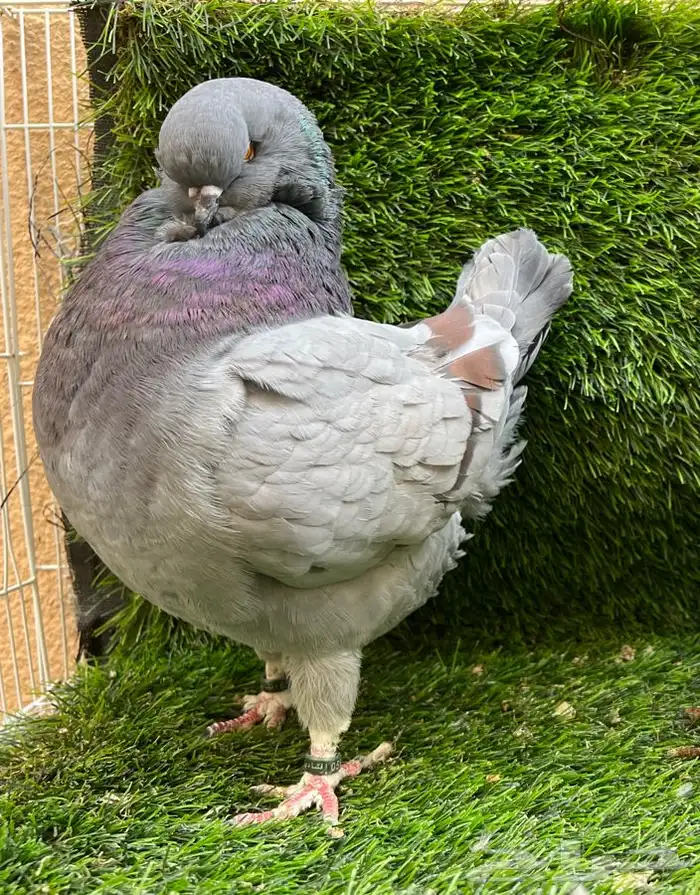 (تم البيع ) انث كنق 1