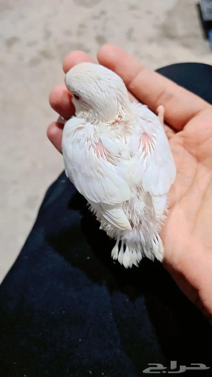 فرخ روز البينو 0