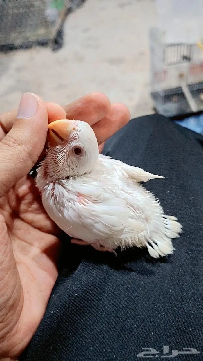 فرخ روز البينو 1