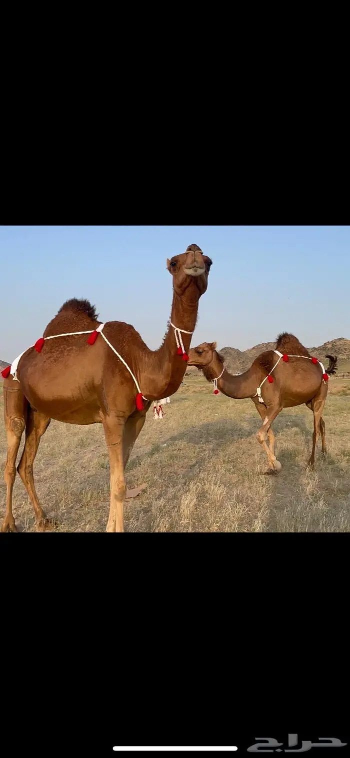 ناقتين القاح حمر ساحلية كفو 5