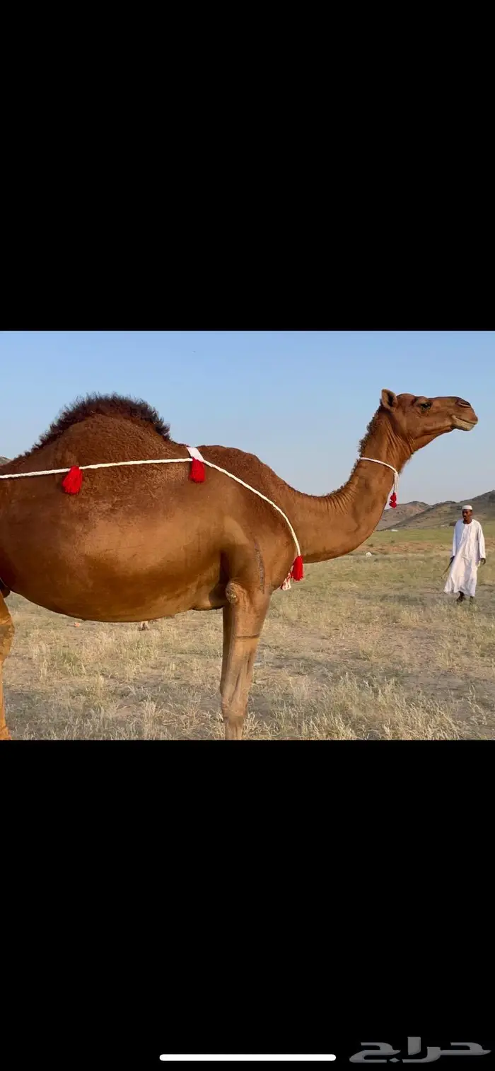 ناقتين القاح حمر ساحلية كفو 0