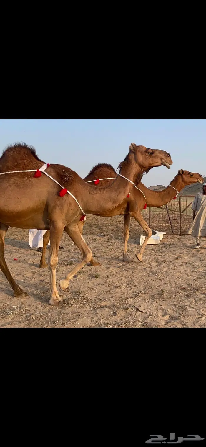 ناقتين القاح حمر ساحلية كفو 1
