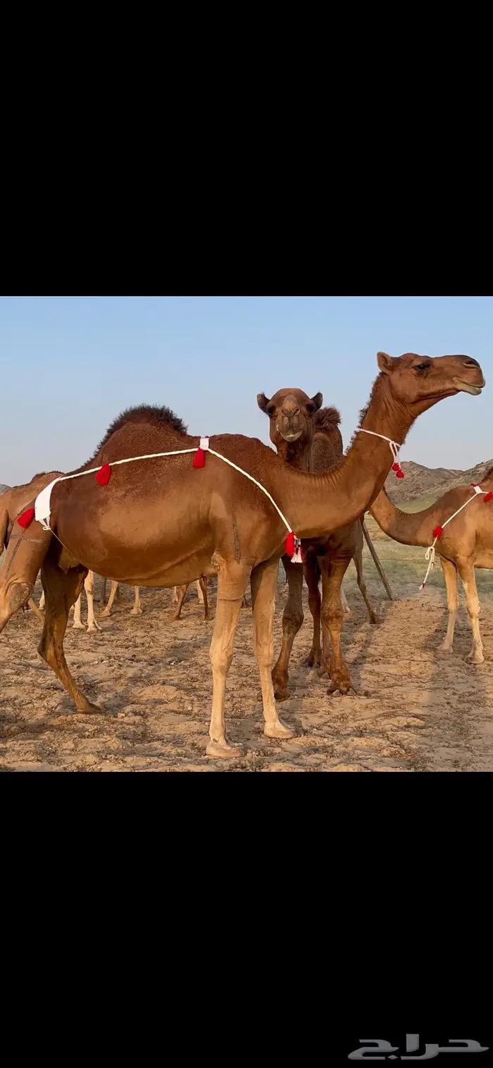 ناقتين القاح حمر ساحلية كفو 2