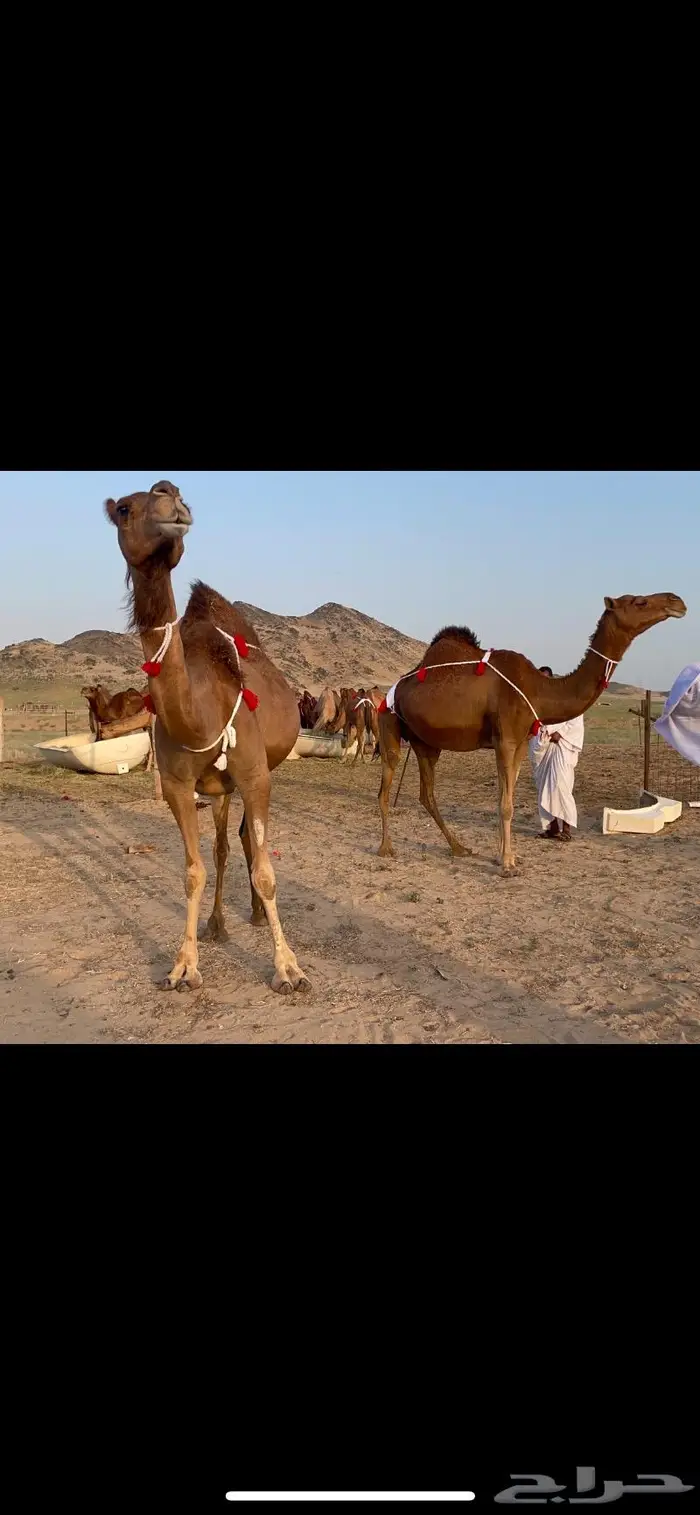 ناقتين القاح حمر ساحلية كفو 3