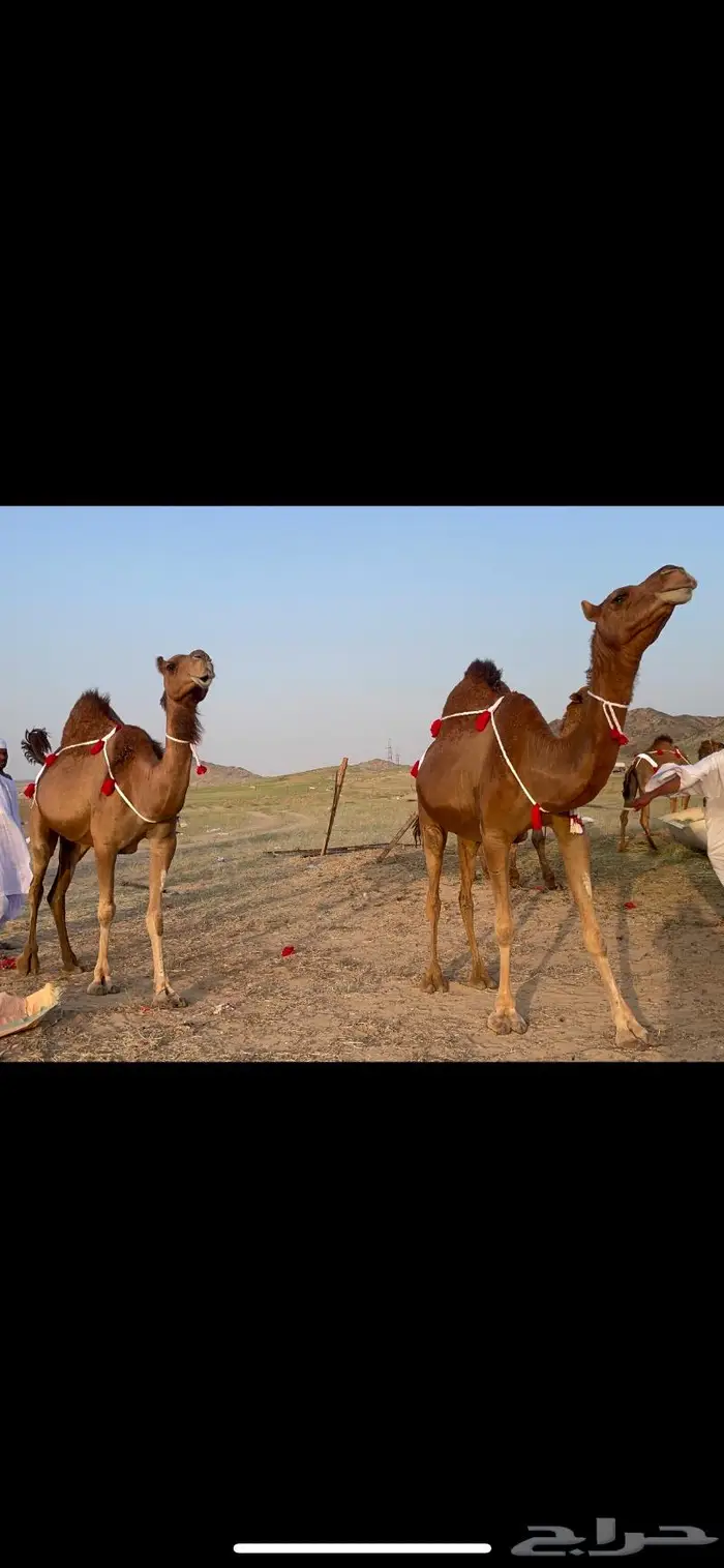 ناقتين القاح حمر ساحلية كفو 4