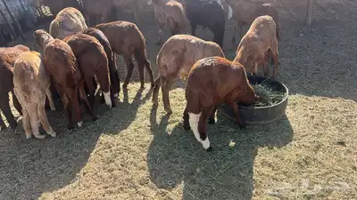 سواكني وحري مع السلخ والتوصيل اضاحي 1