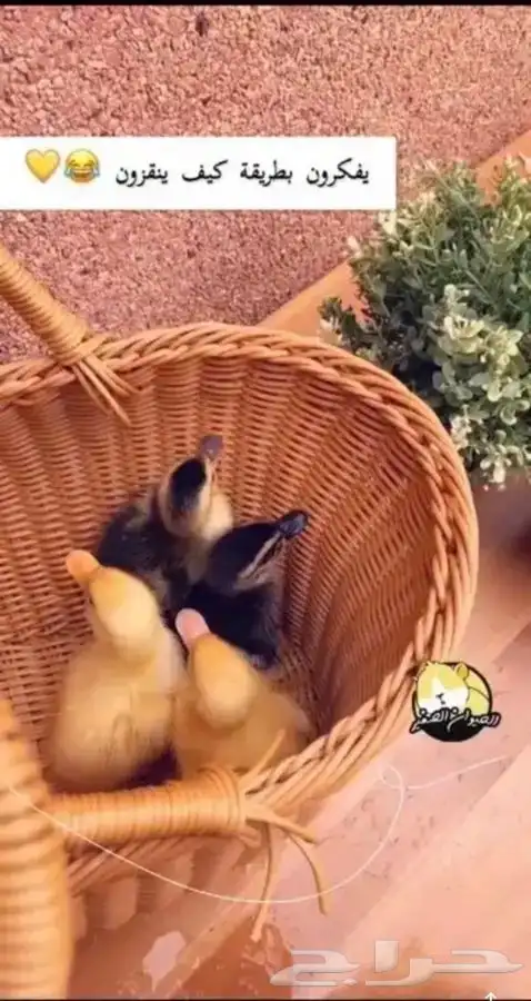 صغير البط متوفر تمارا 5