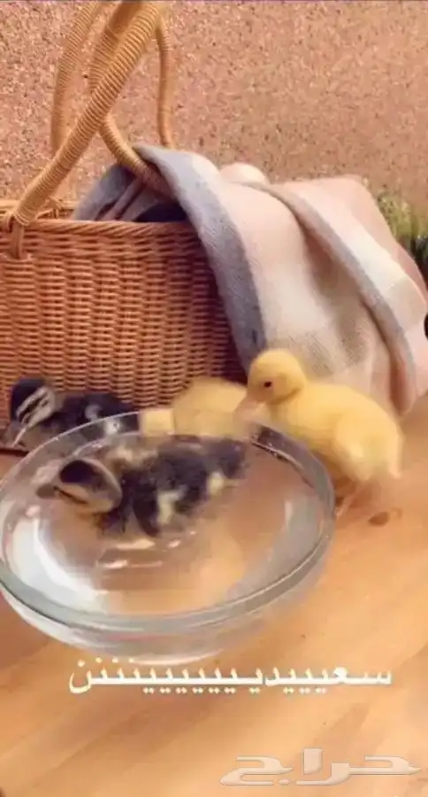 صغير البط متوفر تمارا 4