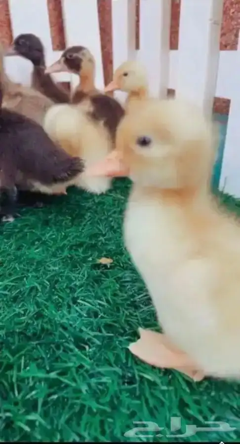 صغير البط متوفر تمارا 2