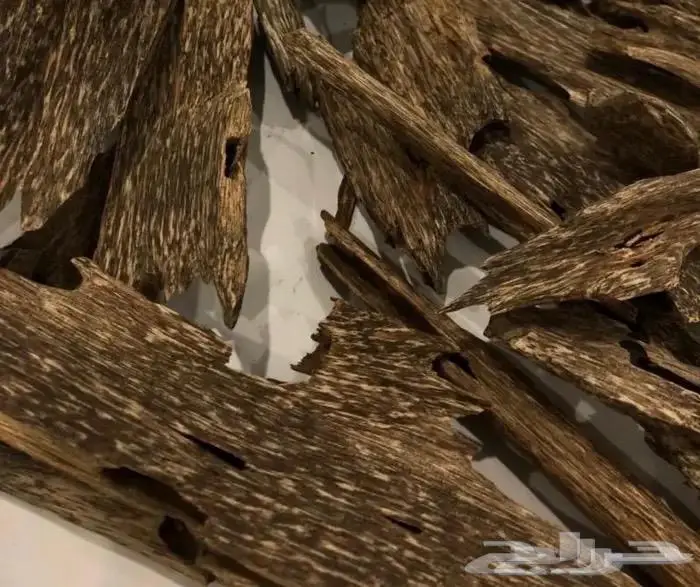عود سيوفي غابات قديم عليه عرض قوي 3