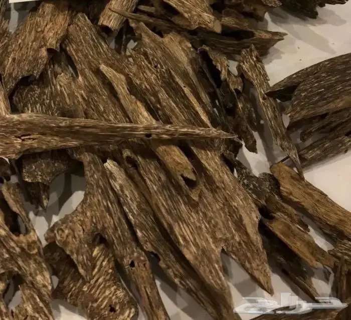 عود سيوفي غابات قديم عليه عرض قوي 1