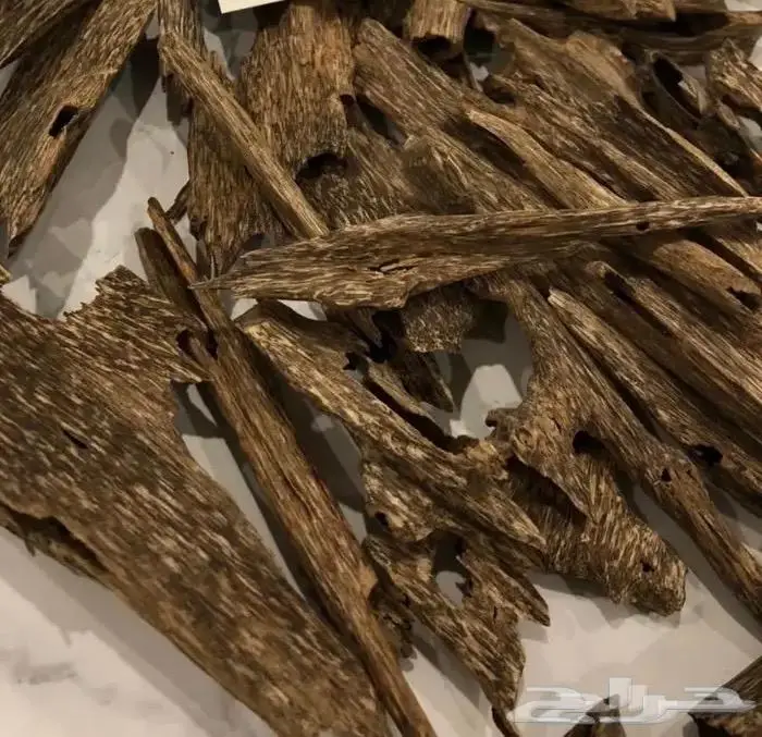 عود سيوفي غابات قديم عليه عرض قوي 2