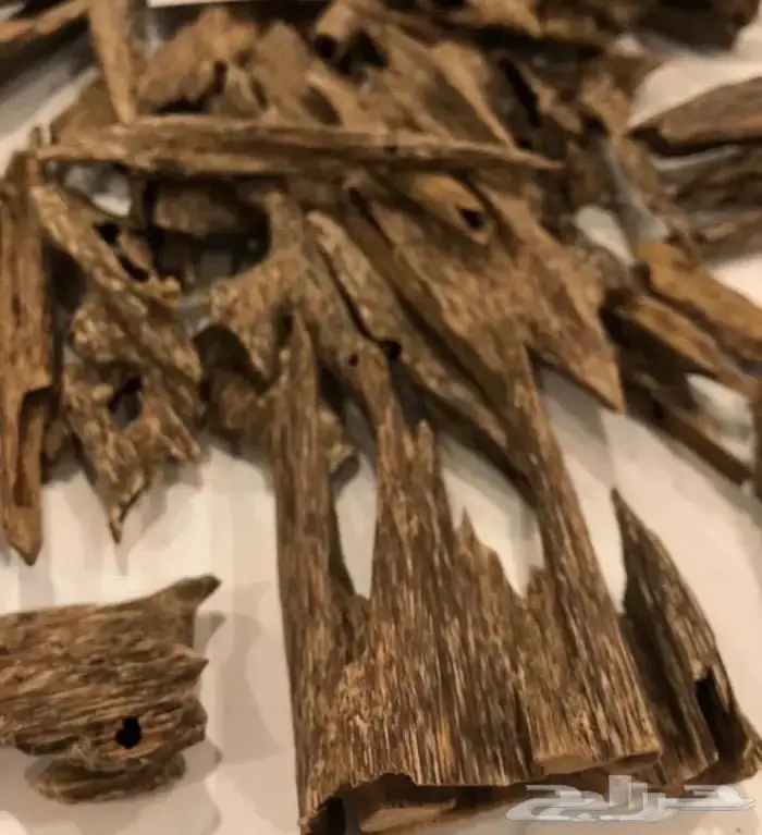 عود سيوفي غابات قديم عليه عرض قوي 4