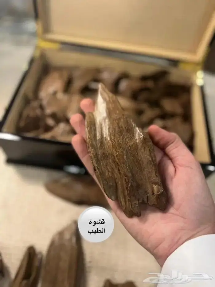 عود موروكي تربل صافي قديم ونادر للجادين فقط .. 4