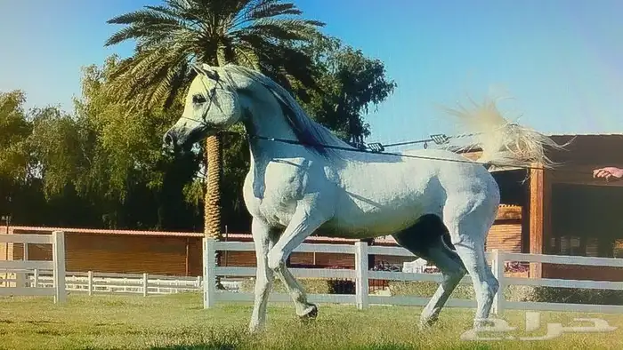 اسطبل خيل وافحل فاخرة لتشبية 2