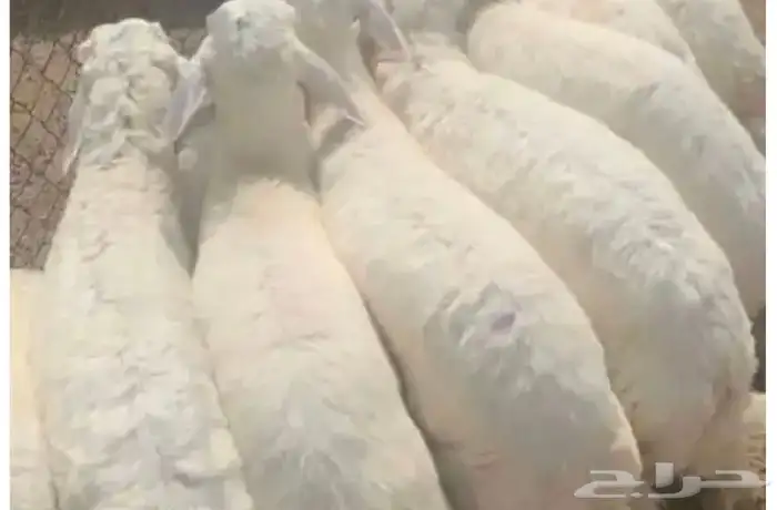 ذبايح حريات وسواكني بأسعار مميزة 0